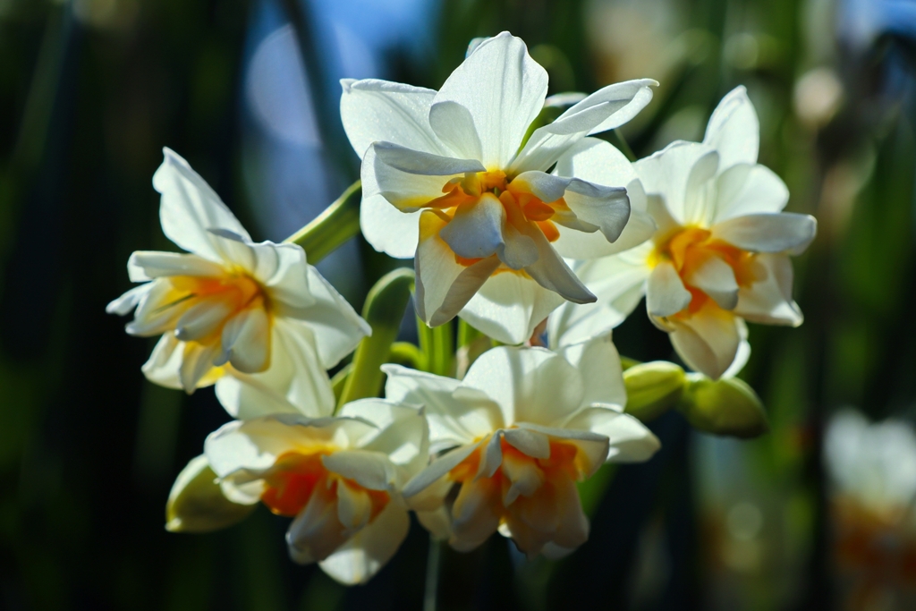 八重咲きの水仙（自生モノ）