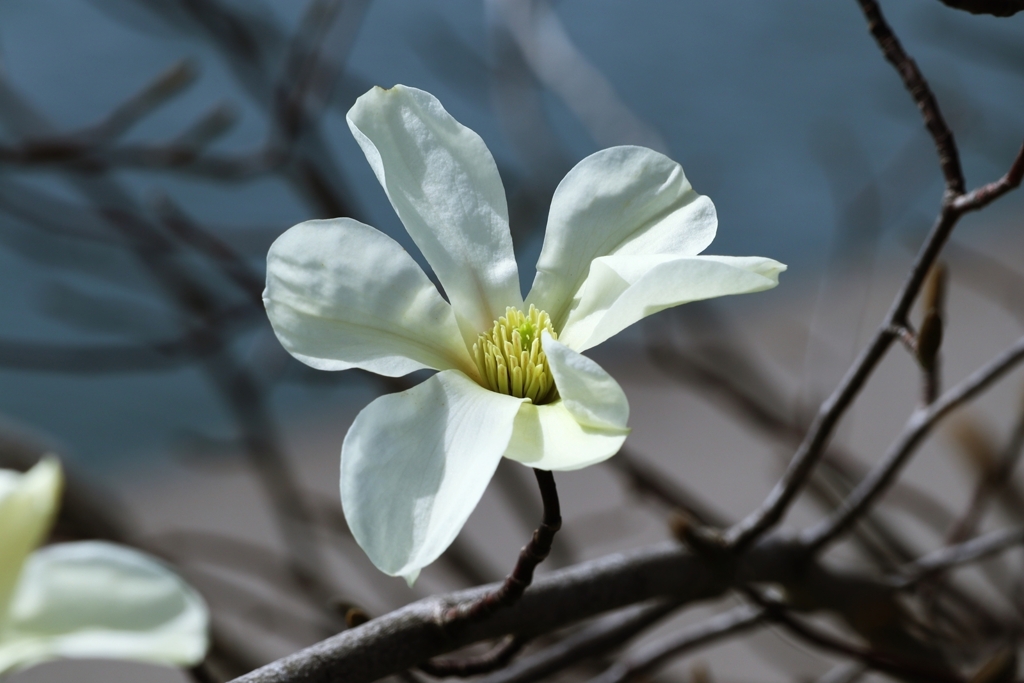 コブシの花