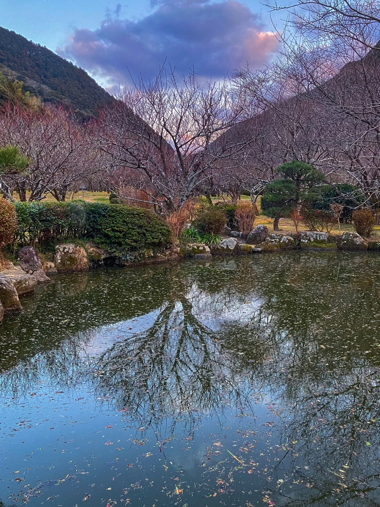 早すぎた梅林公園