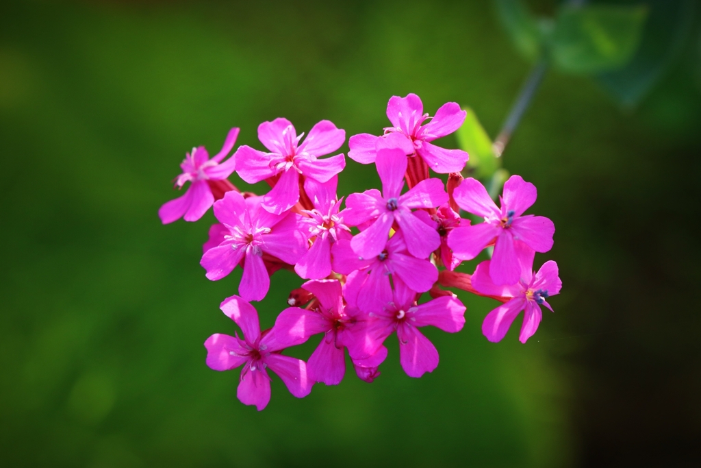 ムシトリナデシコ