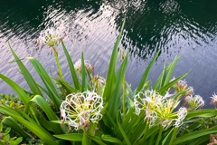 運河沿いにハマユウ（浜木綿）