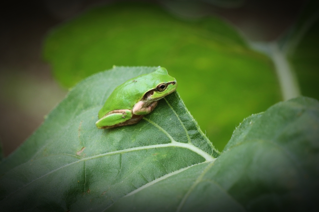 そっと覗いてみた