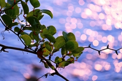 サルトリイバラ