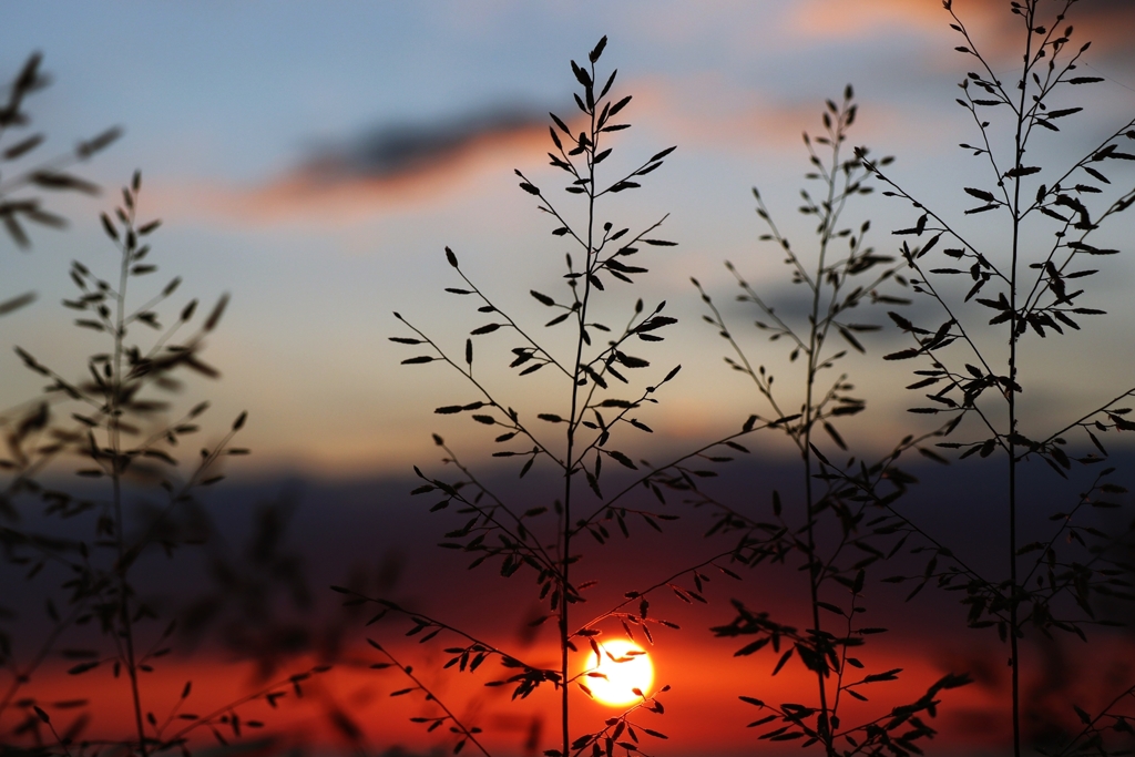 雑草のシルエット