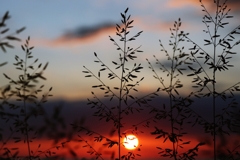 雑草のシルエット