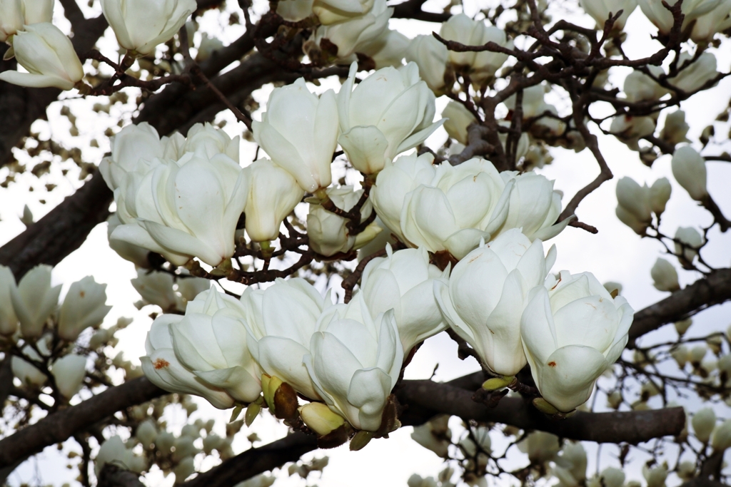 曇り空とハクモクレン.2