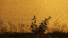 浜辺の雑草シルエット