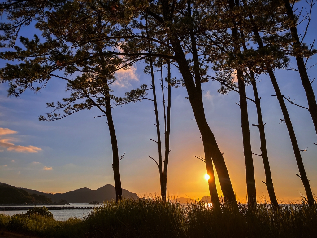 松林越しの夕景