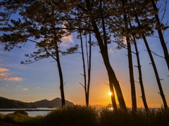 松林越しの夕景