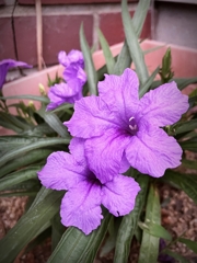 ヤナギバルイラソウ