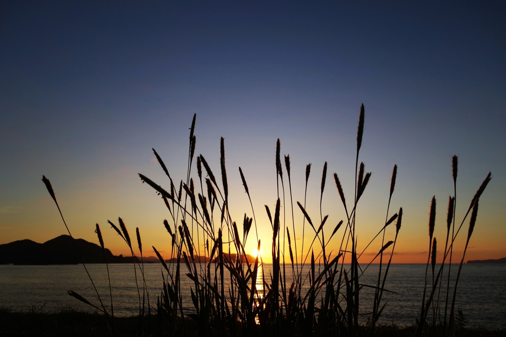 ケカモノハシのシルエット