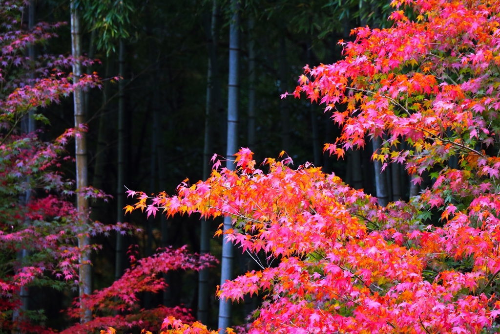 竹林と紅葉
