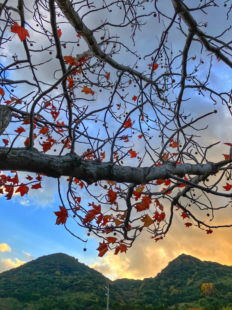 すっかり葉が減りました