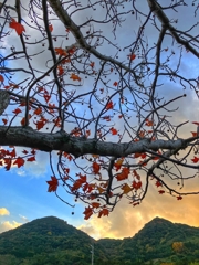 すっかり葉が減りました