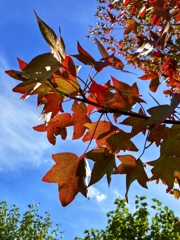 今日の紅葉状況