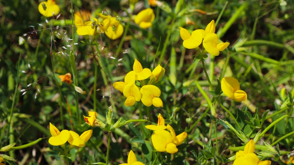 セイヨウミヤコグサ