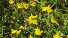 セイヨウミヤコグサ