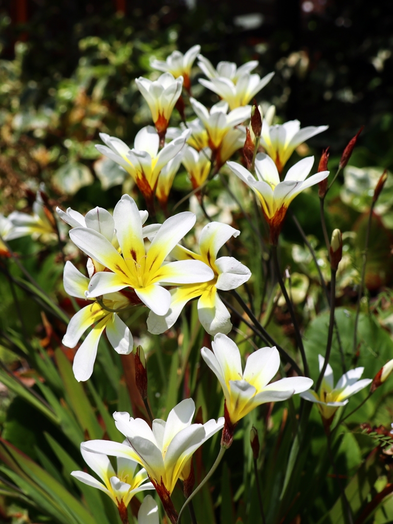 日中のタマスダレ