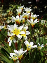 日中のタマスダレ