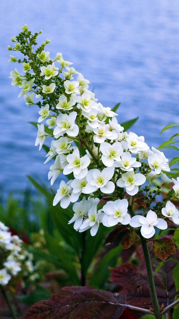 カシワバアジサイ