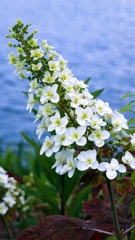 カシワバアジサイ