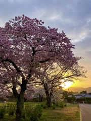 朝の公園