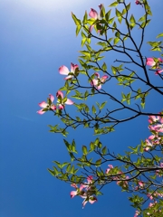 ゆく季節を惜しんで.4