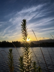 セミシルエット