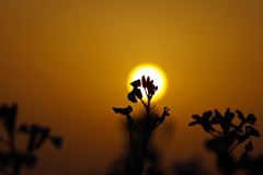 菜の花のシルエット