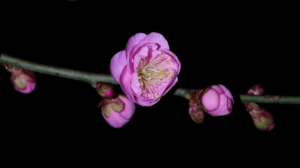 梅林公園にて.4