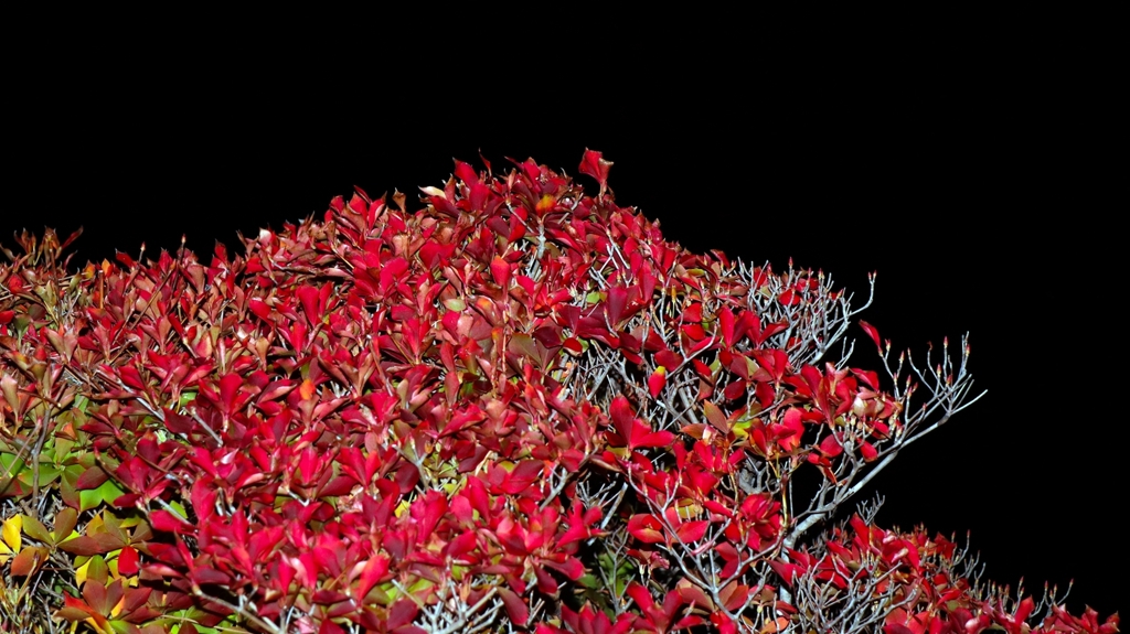 ドウダンツツジ（灯台躑躅）