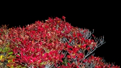 ドウダンツツジ（灯台躑躅）