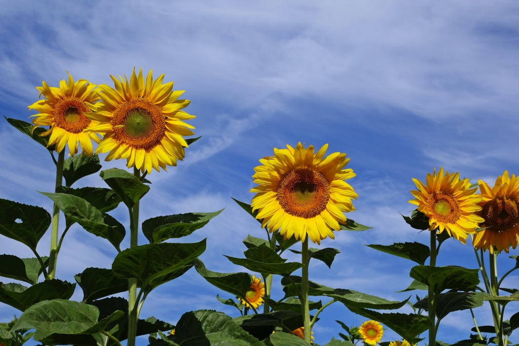 休日にひまわり畑に行ってみた.2