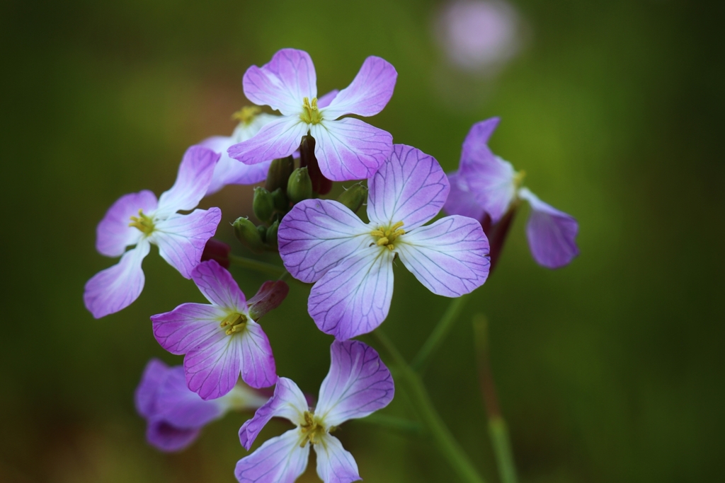 ムラサキハナナver.2