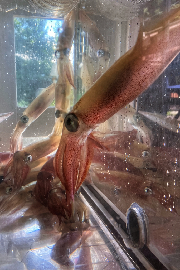 男命（みこと）イカ