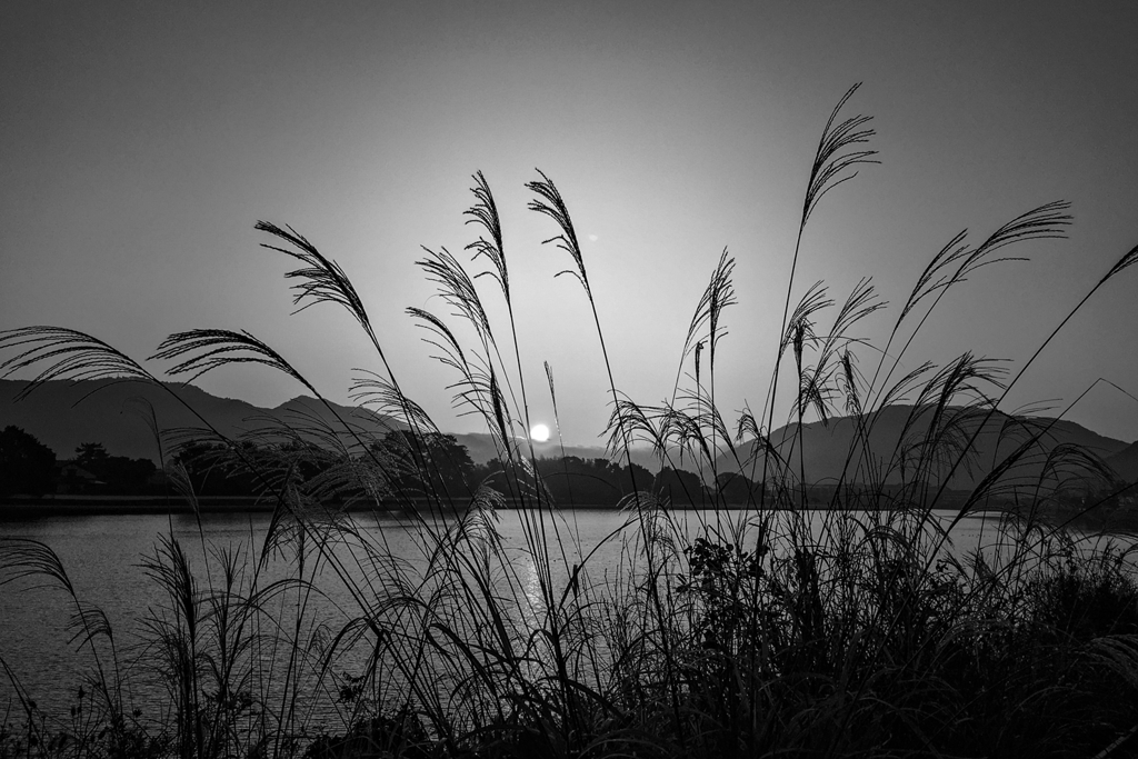 今朝の寄り道モノクロバージョン