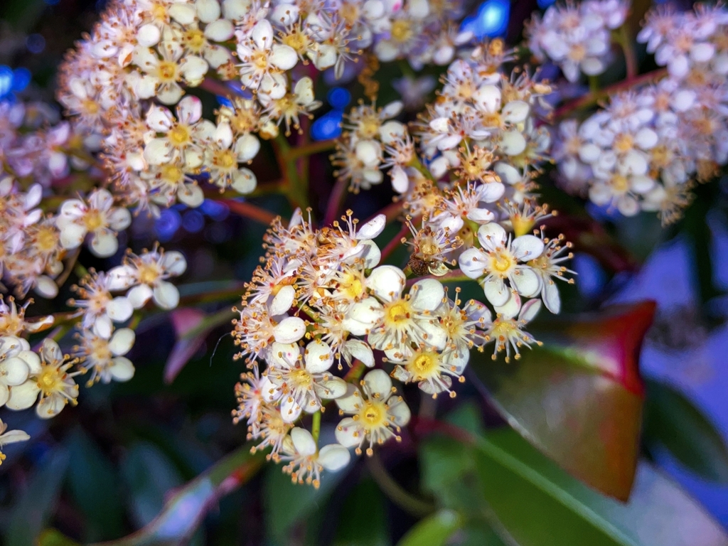 ピークを過ぎたカナメモチの花