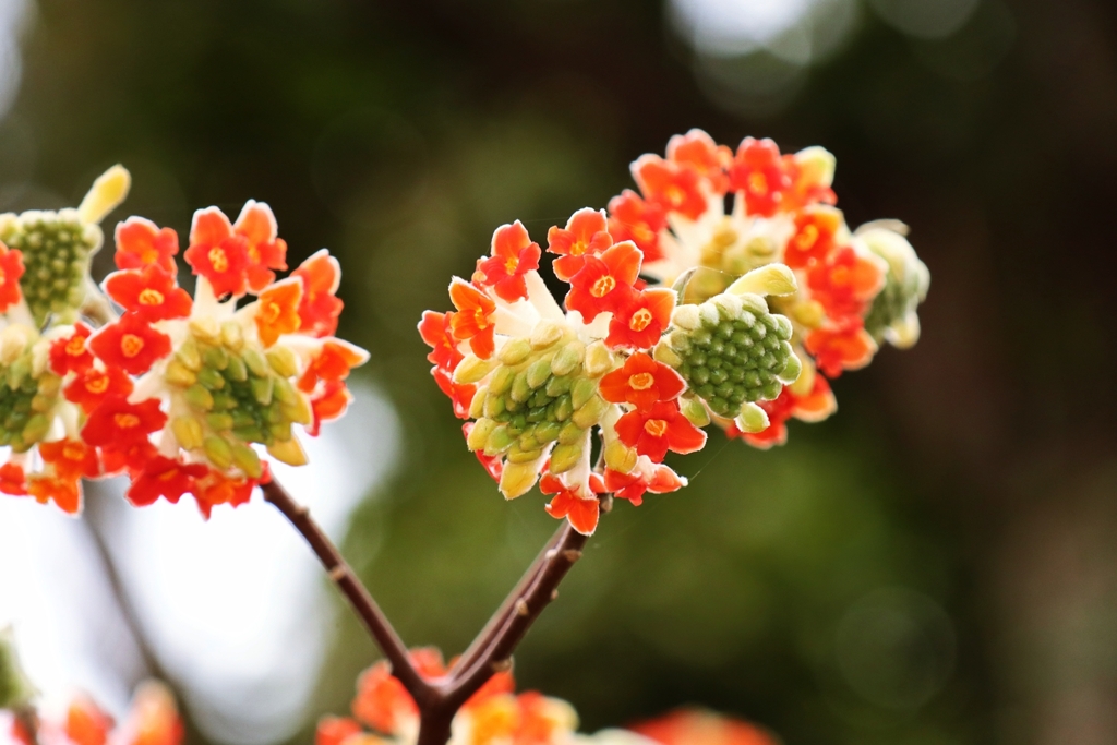 ベニハナミツマタ