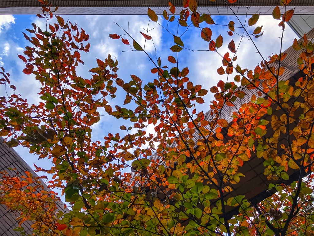 職場中庭のヤマボウシ