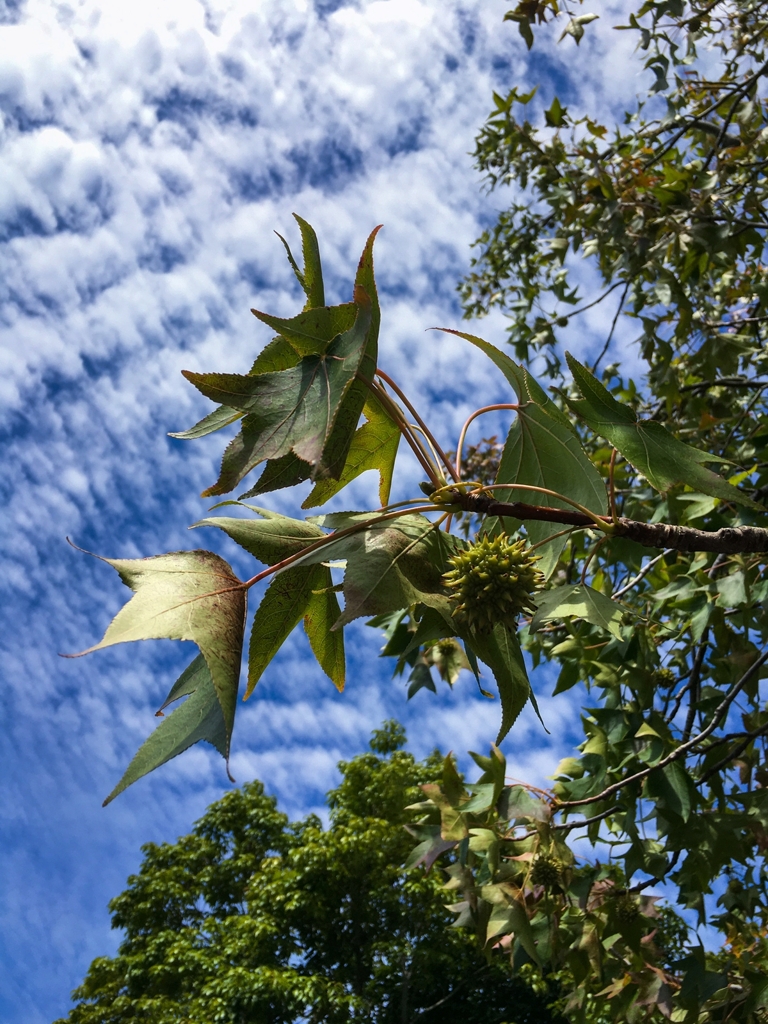 モミジバフウの集合果