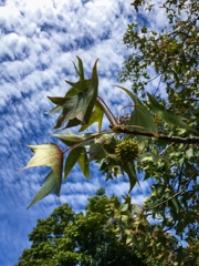 モミジバフウの集合果