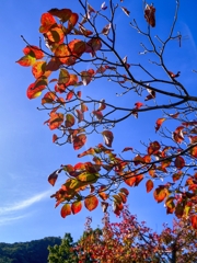 ハナミズキの紅葉