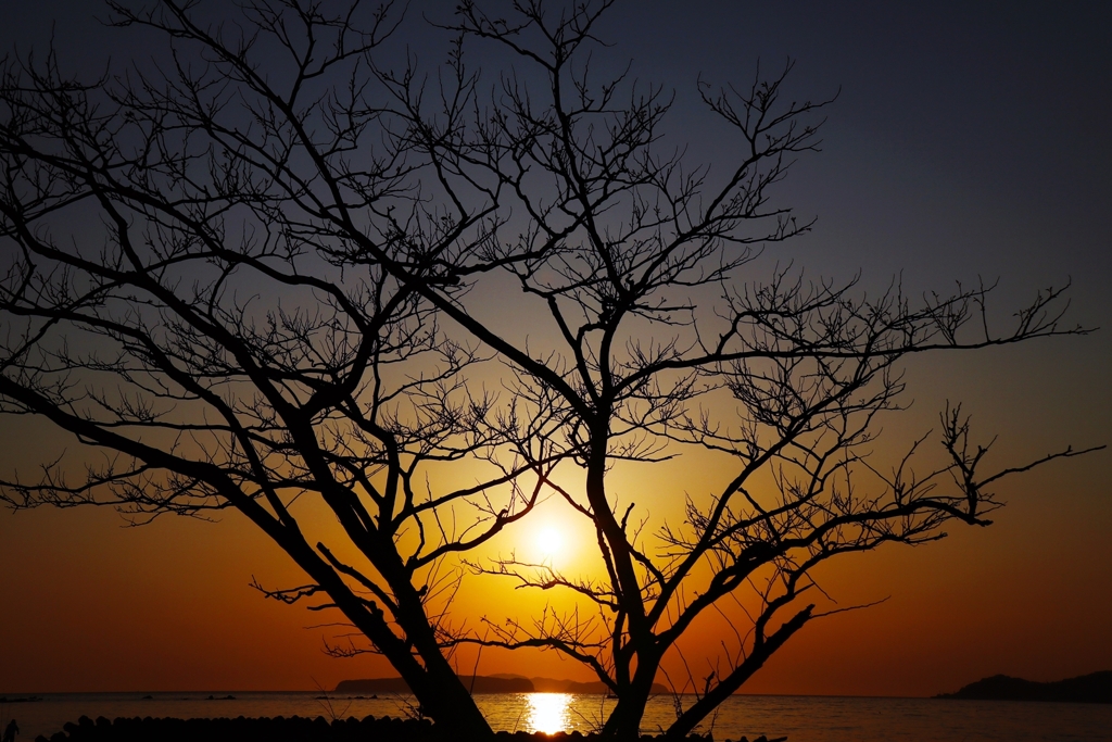 裸樹のシルエット