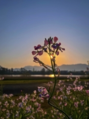 菜の花のセミシルエット