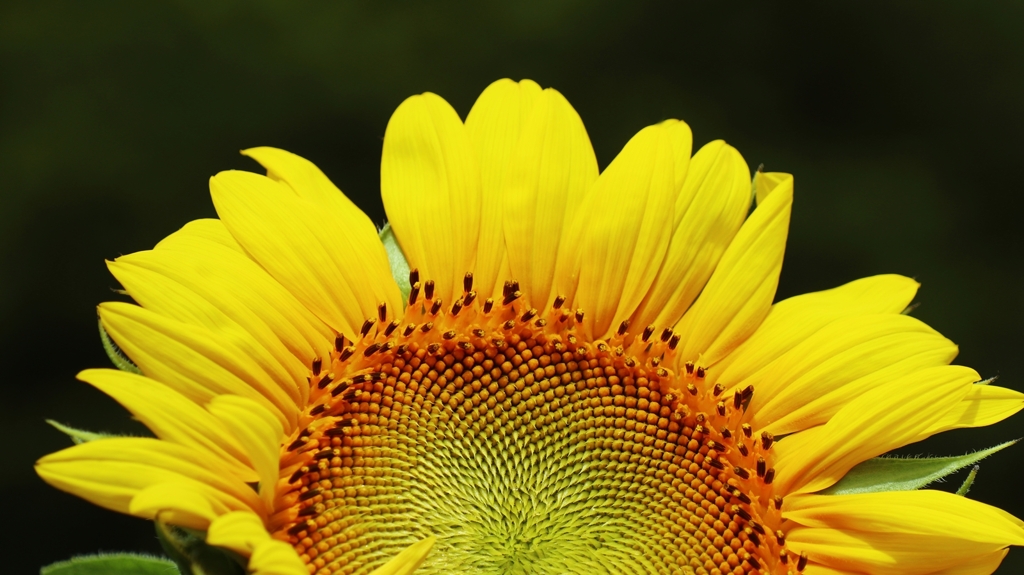 グラデーション