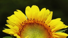 グラデーション