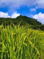 「実るほど頭を垂れる稲穂かな」