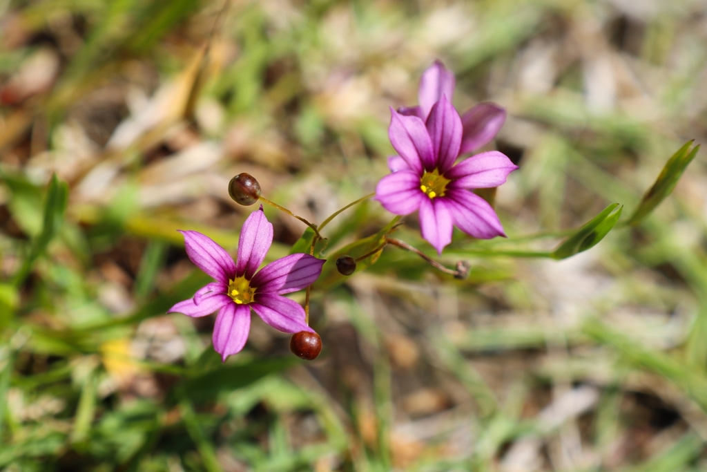 ニワゼキショウ