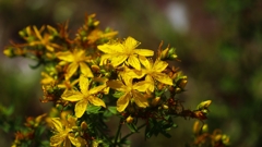 セイヨウオトギリ