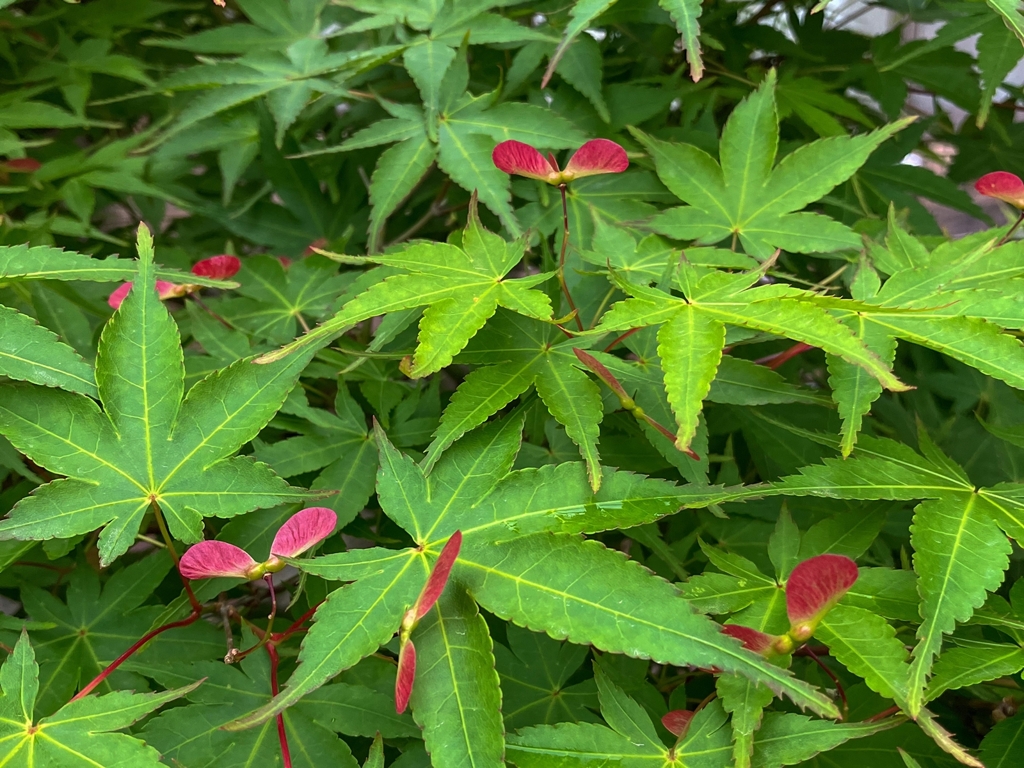 赤いプロペラ準備完了